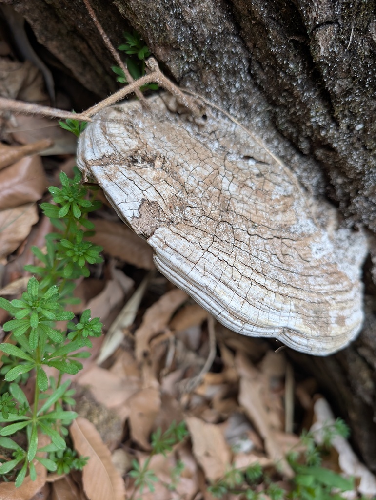 Ganoderma applanatum · March 2026 · photo: © atsushi_nakajima_cirque (iNaturalist, cc-by)