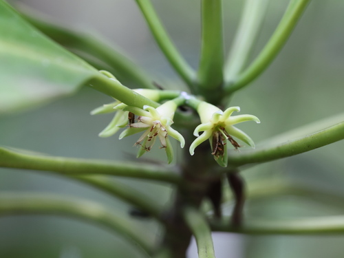Bakau Putih (Bruguiera cylindrica)