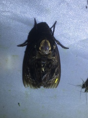 Acherontia