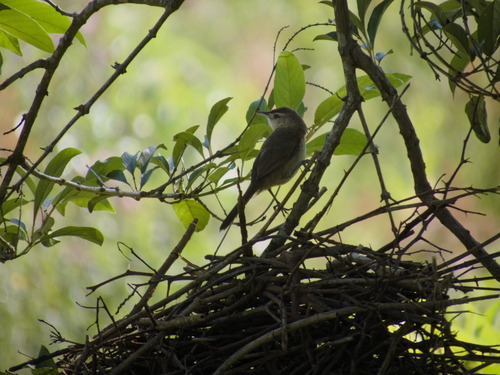 Rufous-fronted Thornbird (Phacellodomus rufifrons), photo 5