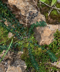 Euphorbia dimorphocaulon