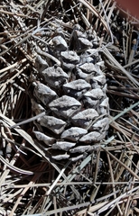 Pinus cooperi