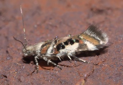 Aristotelia elegantella