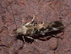 Aristotelia elegantella