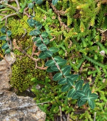 Euphorbia dimorphocaulon