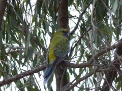Platycercus elegans flaveolus