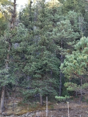 Picea chihuahuana