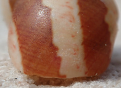 Phasianella ventricosa