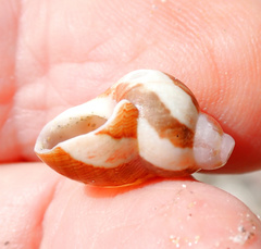 Phasianella ventricosa