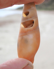 Isara glabra