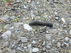 Proserpinus flavofasciata