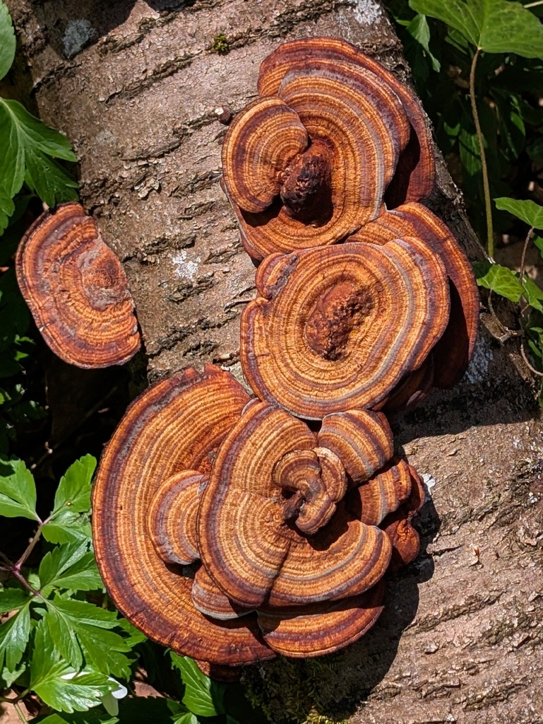 Daedaleopsis confragosa · March 2026 · photo: © samuelpaitreault (iNaturalist, cc-by)