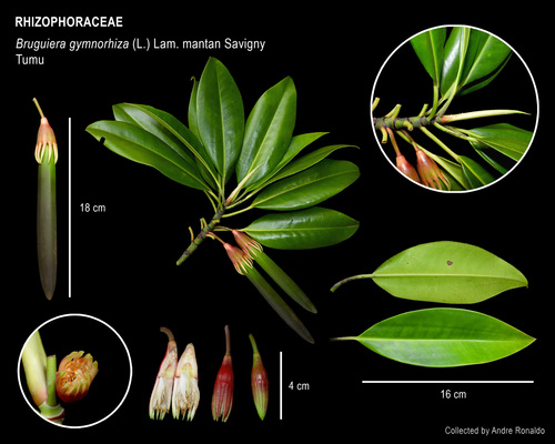 Bruguiera gymnorhiza