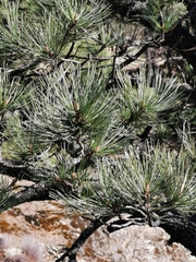 Pinus cooperi
