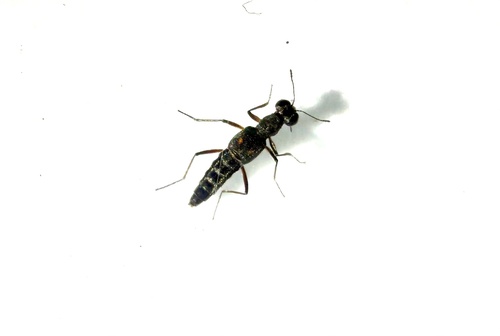 Stenus alienus observed 2026-03-24