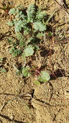 Eriogonum clavatum