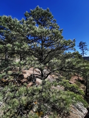 Pinus cooperi