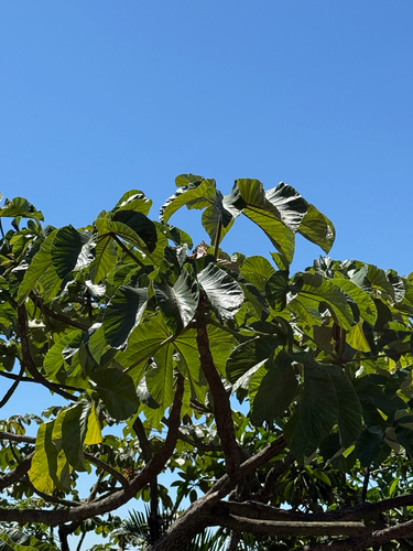 Umbauba (Cecropia glaziovii)