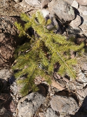 Picea chihuahuana