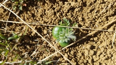 Lupinus microcarpus microcarpus