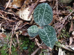 Anoectochilus formosanus