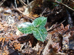 Anoectochilus formosanus