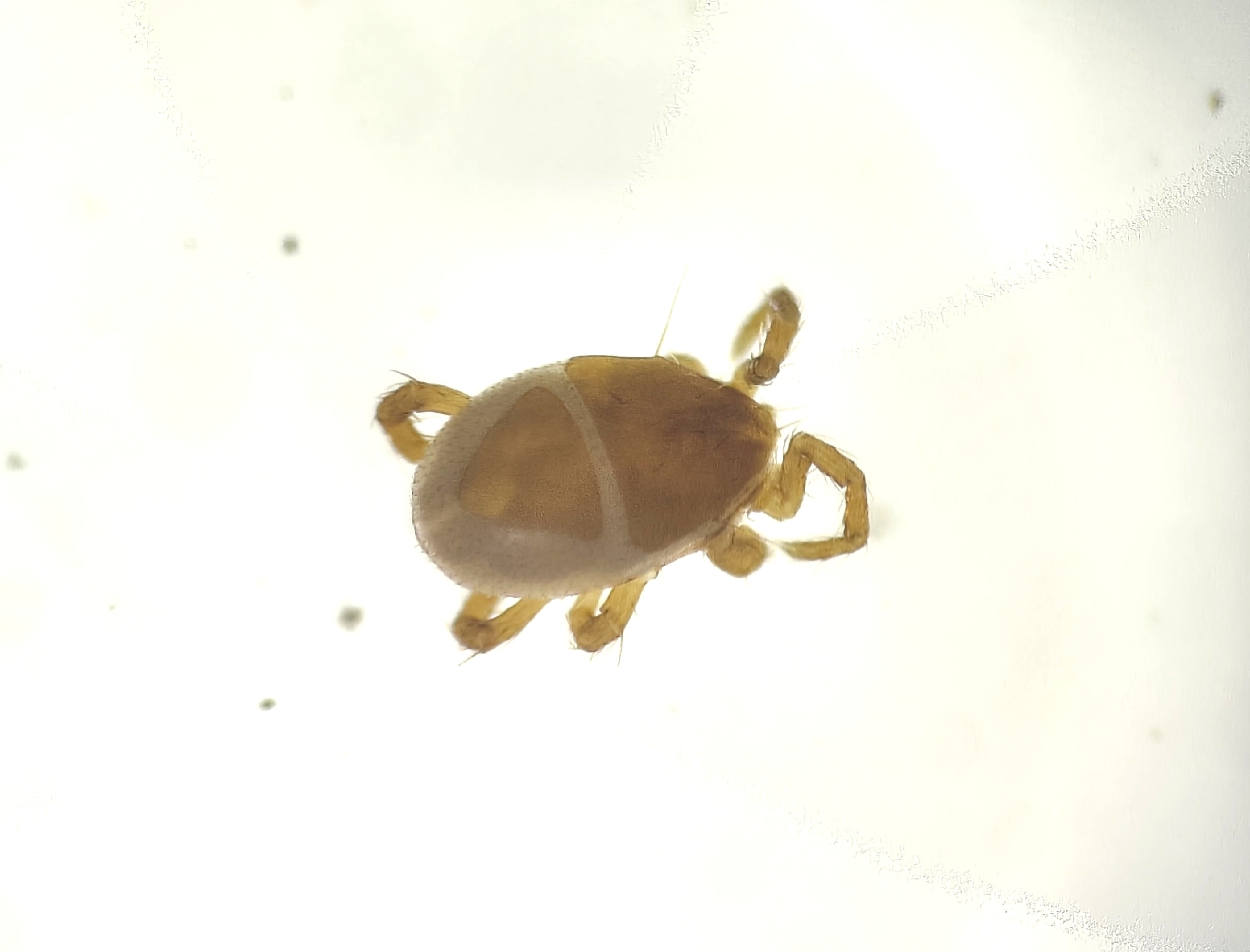 Parasitellus fucorum (De Geer, 1778)