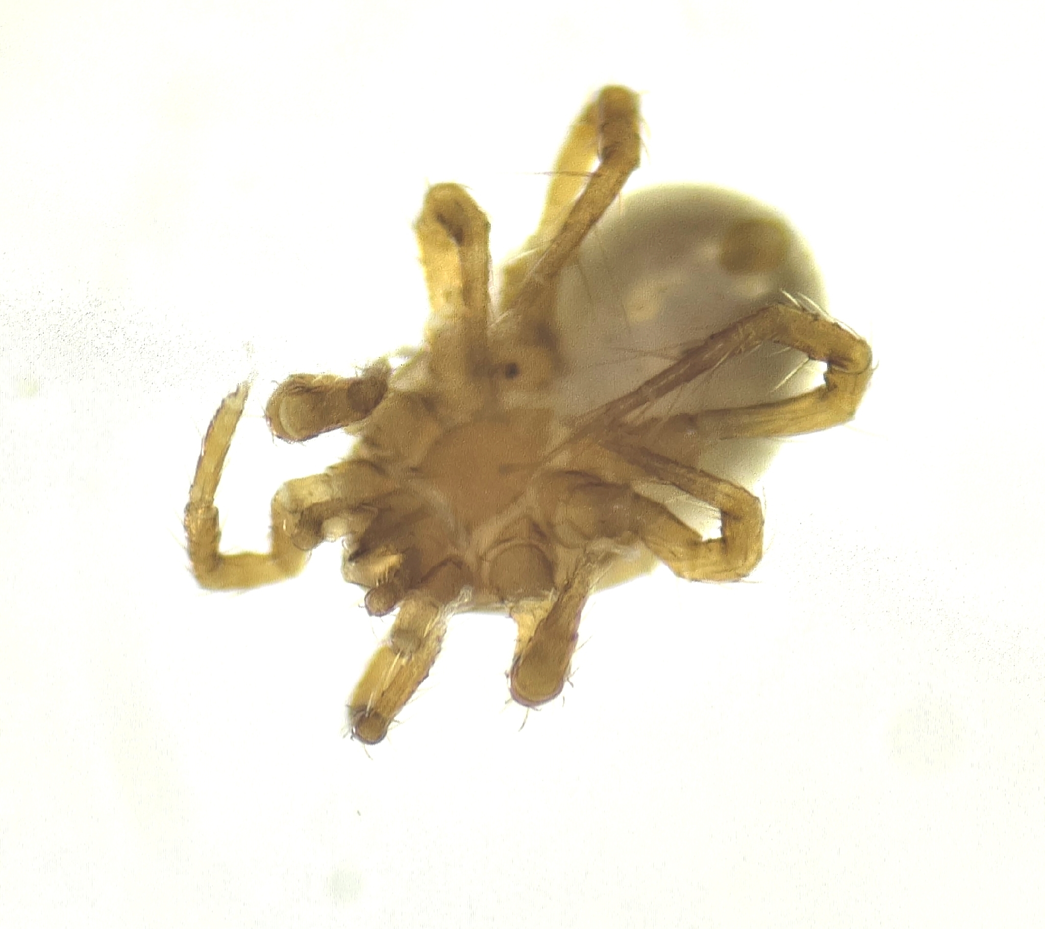 Parasitellus fucorum (De Geer, 1778)