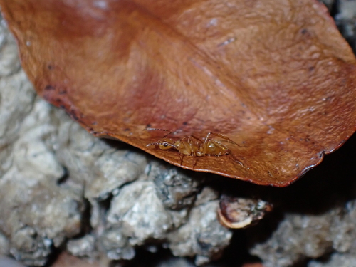 Camponotus sexguttatus antiguanusCamponotus sexguttatus antiguanus