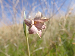 Fritillaria striata