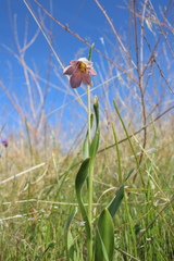 Fritillaria striata