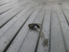 Calliphora quadrimaculata