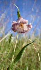 Fritillaria striata