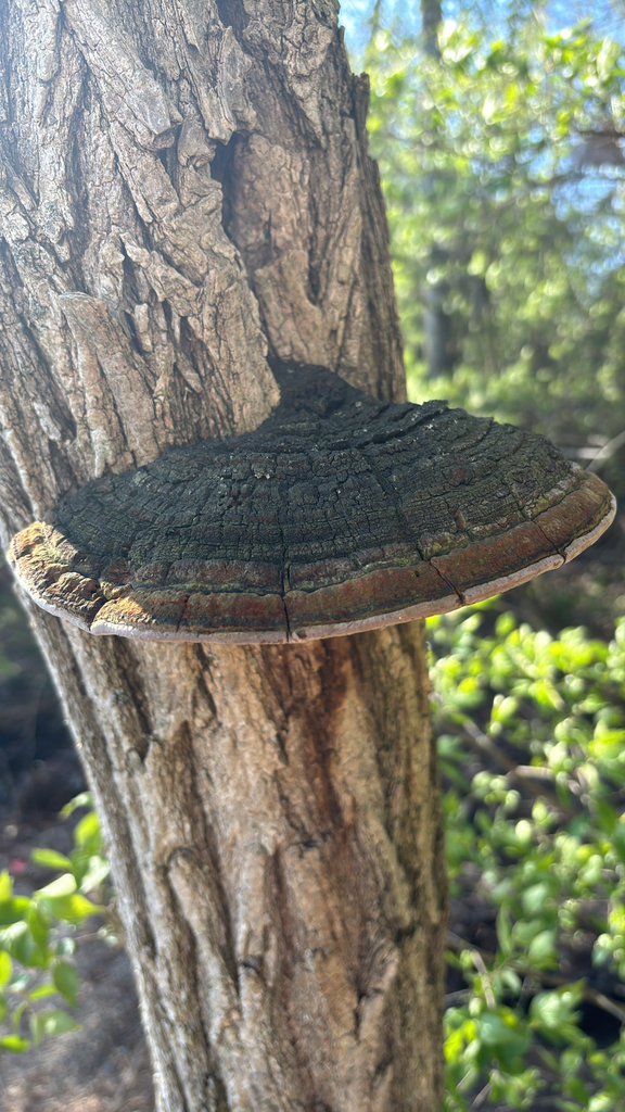 Fulvifomes robiniae · March 2026 · photo: © toadling (iNaturalist, cc0)