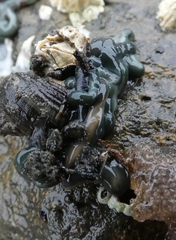 Emplectonema gracile