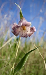 Fritillaria striata