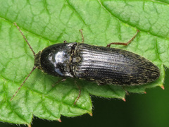 Melanotus pertinax