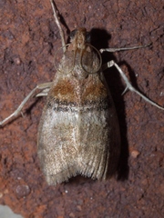 Pococera militella