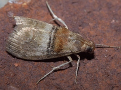 Pococera militella