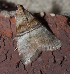 Pococera militella