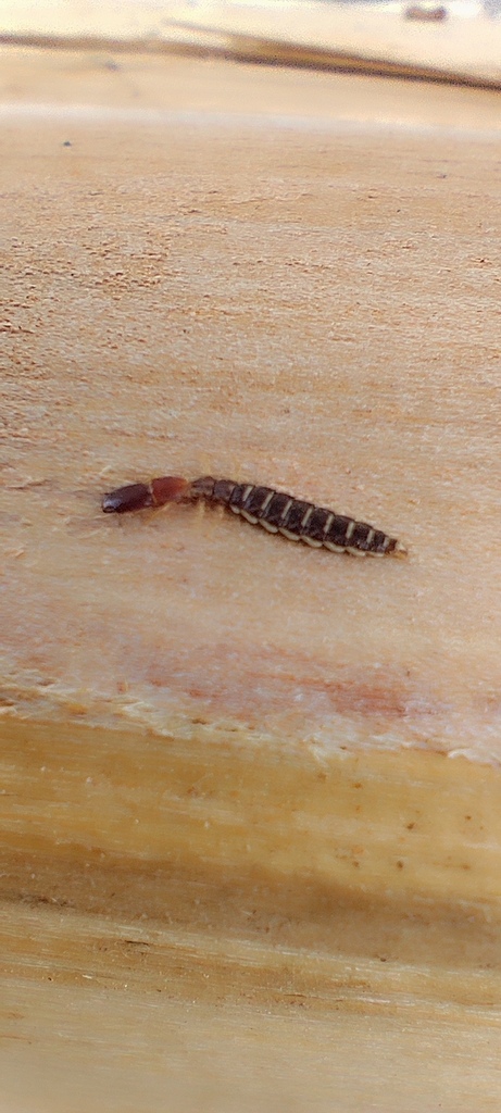 Parainocellia bicolor