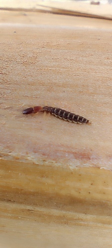 Parainocellia bicolor