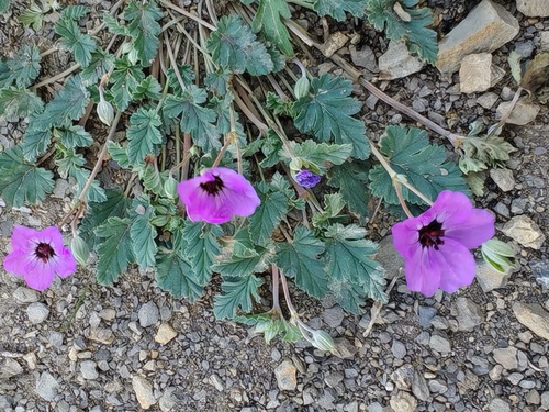 Erodium guttatum