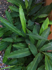 Alpinia nutans