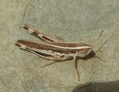 Macrotona