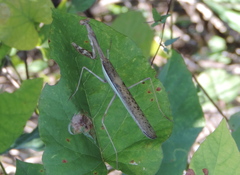 Stagmomantis montana