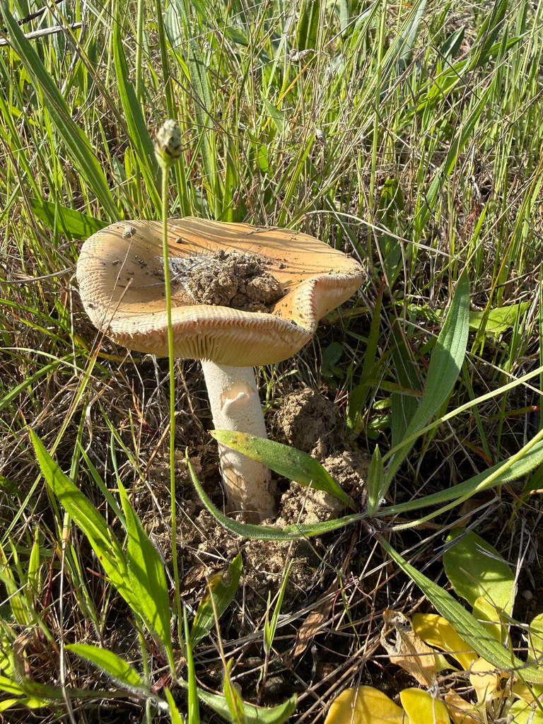 Amanita velosa · March 2026 · photo: © theabobea (iNaturalist, cc0)