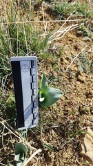 Fritillaria agrestis
