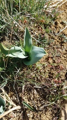 Fritillaria agrestis