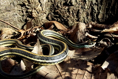 Thamnophis proximus proximus